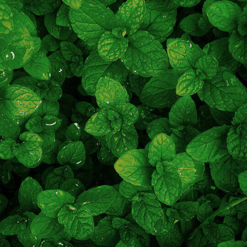 Spearmint