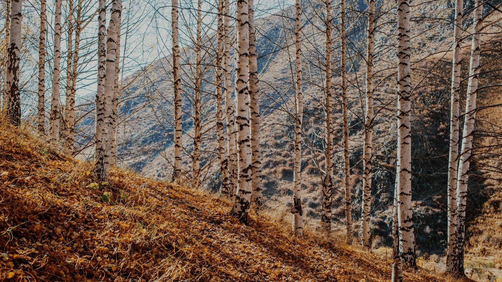 Organic Birch Xylitol