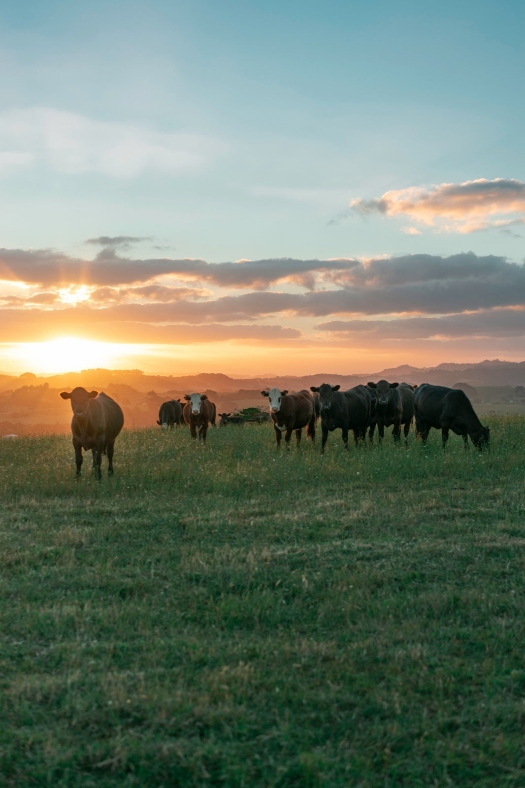 Cattle grazing on open green pasture at golden hour with rolling hills in the distance